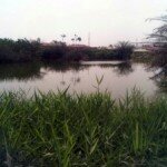 CROCODILE ROAMING FREE IN AJAH, VICTORIA ISLAND- Naijatreks moves into action