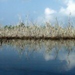 The Wild Angalas of Niger Delta