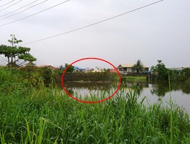 The stack of floating bamboo sticks on which the crocodiles are often seen sun-tanning