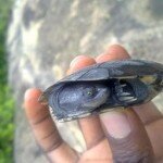 Naijatreks Discovers Rare Turtle Species in Akure, Ondo State