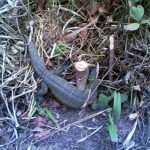 Unusual Fauna in Unusual Places- Monitor Lizards in Igarra, Edo State