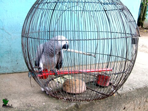 Parrot_Port Harcourt Zoo_Naijatreks