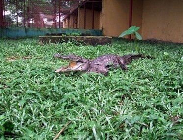 Crocodile_Port Harcourt Zoo_Naijatreks