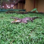 Enchanted by Port Harcourt’s Wildlife Park