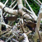 Hunting with the Mona Monkeys of Niger Delta