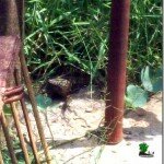 Victoria Island Gone Wild: Another Bundle of Nuisance or Tourism Potential?