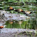 The Charming Birds of Nigeria’s Niger Delta