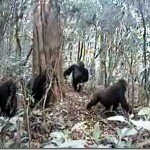 Amazing!!! Rarest Cross River Gorilla caught on camera for the 1st time