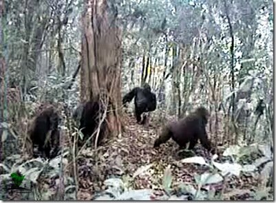 Cross-river rare gorilla