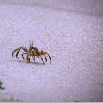 Beach crabs at Atican Resort, Lekki- The most amusing, so amazing!