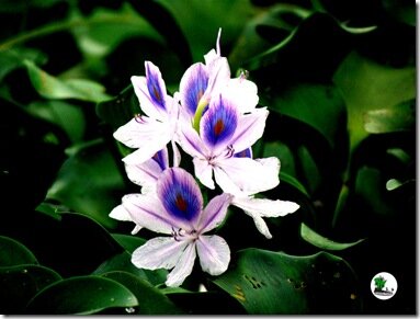 Yenagoa Ox-bow Lake Bayelsa_Naijatreks