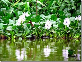 Yenagoa Ox-bow Lake Bayelsa_Naijatreks