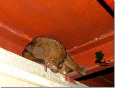 Bush baby_Niger Delta_Naijatreks