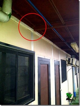 Bush baby_Niger Delta_Naijatreks