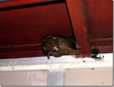 Bush baby_Niger Delta_Naijatreks