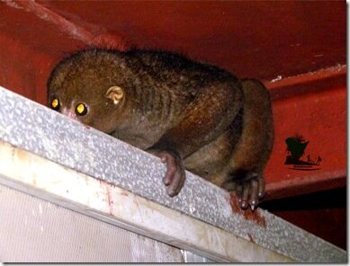 Bush baby_Niger Delta_Naijatreks