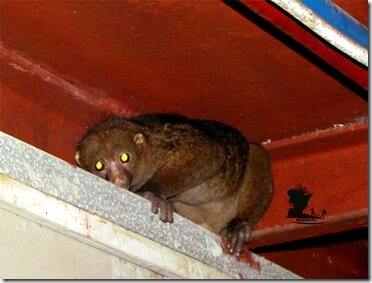 Bush baby_Niger Delta_Naijatreks