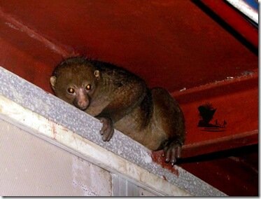 Bush baby_Niger Delta_Naijatreks