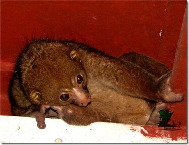 Bush baby_Niger Delta_Naijatreks