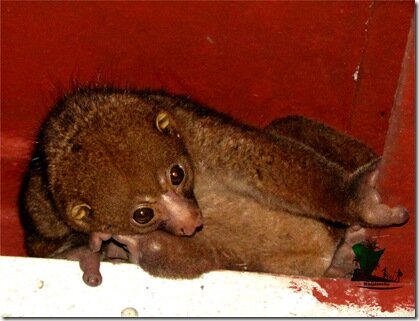 Bush baby_Niger Delta_Naijatreks