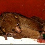 Amazing! We found Bush Babies in Niger Delta