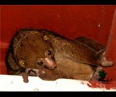 Amazing! We found Bush Babies in Niger Delta