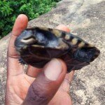 Endangered Terrapin Turtles Discovered in Akure, Nigeria