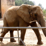 Plateau State Gov. approves N2bn makeover for Jos Wildlife Park