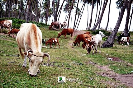 Naijatreks_badagry9x