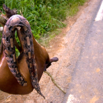 Nigerians Must begin to Learn the Culture of Wildlife Conservation! Na every Animal for Bush Person dey Kill Chop? [See Photos]