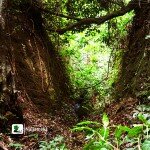 Sungbo’s Eredo in Ijebu Discovered: One of the Largest Archeological Phenomena South of the Sahara Desert