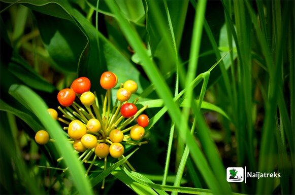 Oke-Ado Mountain Ado Awaye landscape 9a Naijatreks