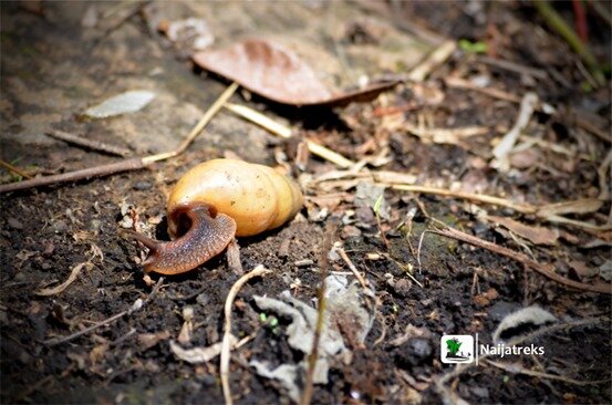 Oke-Ado Mountain_Ado Awaye9_Naijatreks