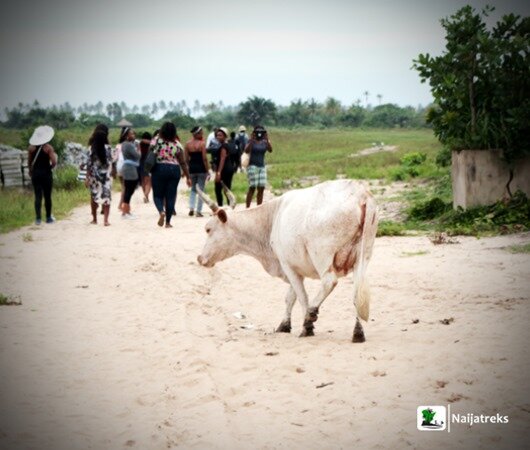 13 Badagry lagoon slave route cow Nigeria Naijatreks